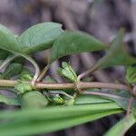Ludwigia palustris 果実