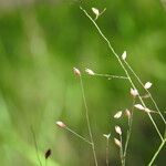 Panicum simile 花