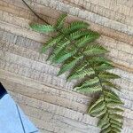 Arthropteris orientalis Leaf