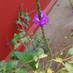 Stachytarpheta jamaicensis Flower