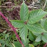 Rubus divaricatus Leaf