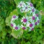 Pericallis murrayi Кветка