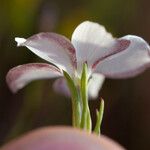 Linanthus dichotomus Lorea