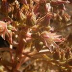 Aeonium valverdense Flower