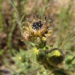 Madia sativa Fruit