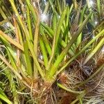 Isoetes lacustris Yaprak