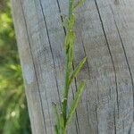 Hirschfeldia incana Fruit