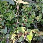 Muehlenbeckia hastulata Hoja