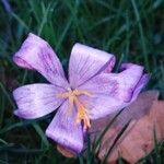 Crocus nudiflorusFlower