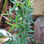 Pittosporum bicolor Лист