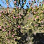 Erica australis Yaprak