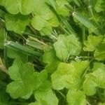 Hydrocotyle sibthorpioides Leaf