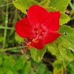 Hibiscus aponeurus Blüte