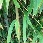 Phyllostachys aurea Leaf