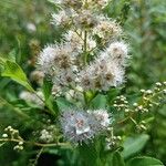 Spiraea albaFlor