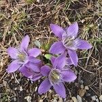 Gentianella germanica Flower