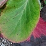 Bergenia crassifoliaList