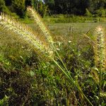 Setaria pumila ফল