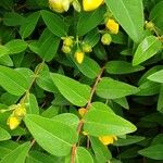 Hypericum × hidcoteense পাতা