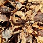 Cistanche tubulosa Frucht