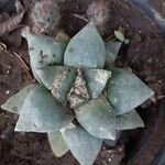 Ariocarpus retusus Blad