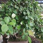 Ficus padana 葉