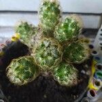 Mammillaria elongata Ліст