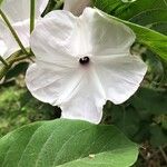 Ipomoea carnea Flower