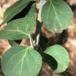 Canthium armatum पत्ता