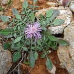 Centaurea raphanina Çiçek