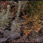 Rumex salicifolius Habit