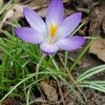 Crocus tommasinianusBlomst