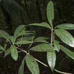 Aniba guianensis Egyéb