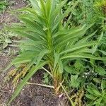 Solidago canadensisBlad