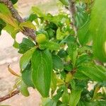 Prunus domestica फल
