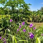 Ruellia simplexFlower