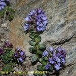 Veronica nummularia その他の提案