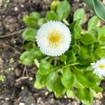 Bellis rotundifolia 花