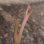 Erythrophleum ivorense چھال