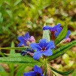 Buglossoides purpurocaerulea फूल