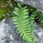 Polypodium interjectum ഇല