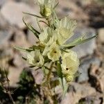 Mohavea confertiflora Flor