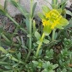 Cruciata glabra Flower