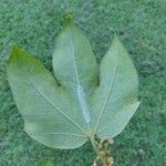 Sterculia apetala Leaf