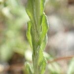 Filago pyramidata Jani