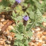 Lavandula aristibracteata