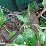 Campanula rapunculoides Bark