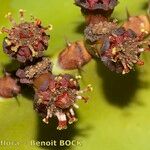 Euphorbia canariensis Fruit