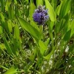 Pontederia cordata Агульны выгляд