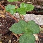 Heracleum sphondyliumLeht